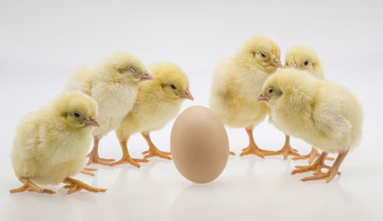 Capture d'écran 2026-02-12 110819